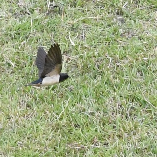 Ластівка сільська - ML645638090