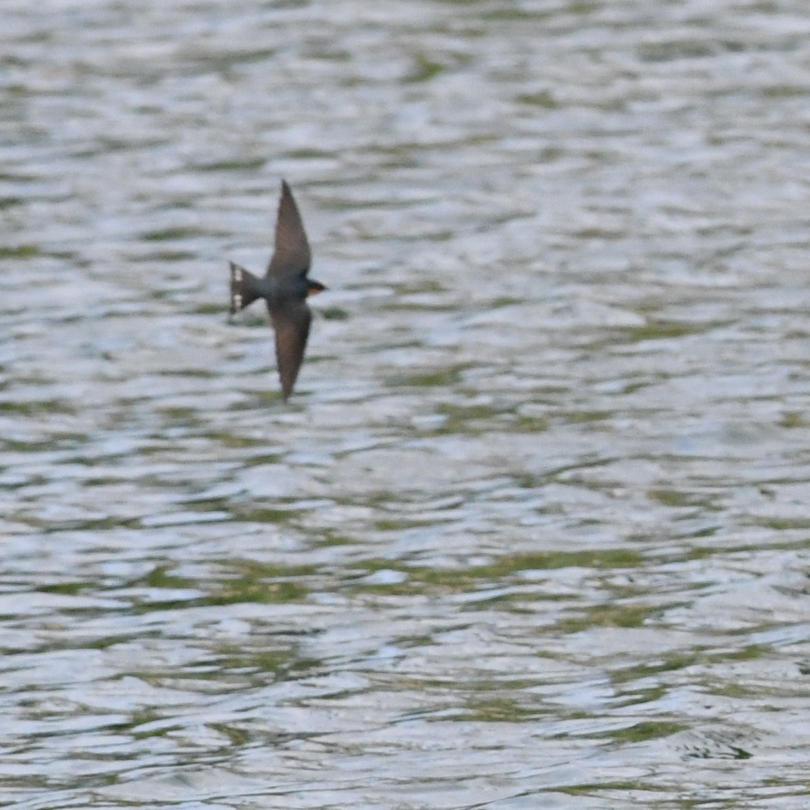 Ластівка сільська - ML645638091