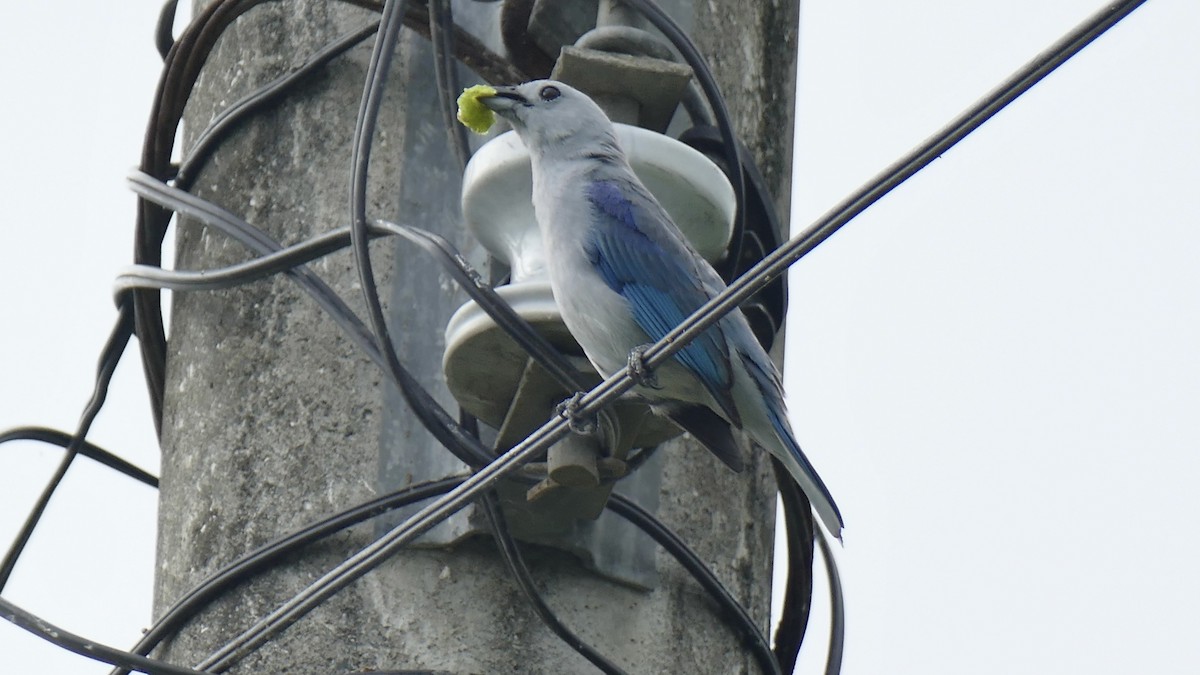 Blue-gray Tanager - ML645638157