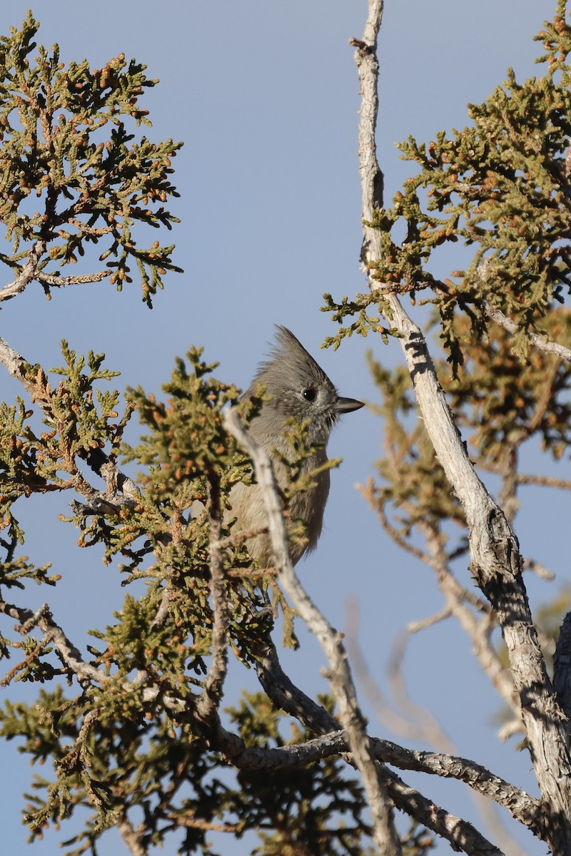 Juniper Titmouse - ML645638161