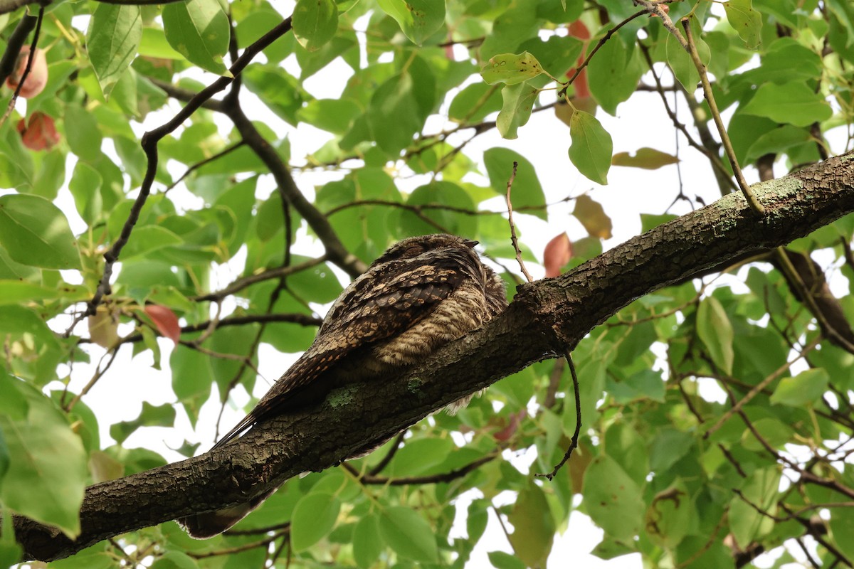Gray Nightjar - ML645638170