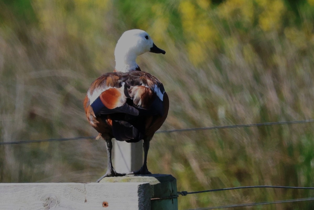 Tarro Maorí - ML645638174