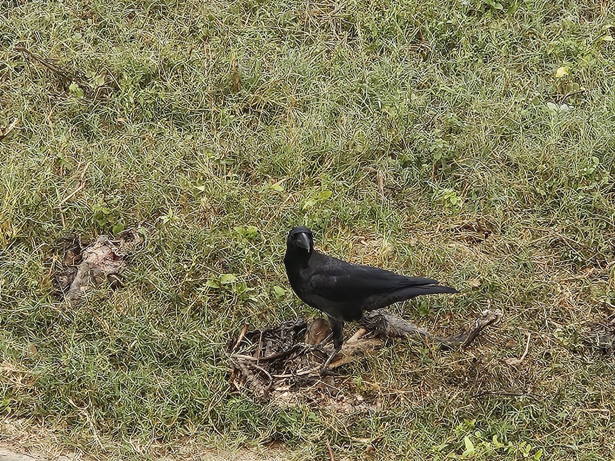 tykknebbkråke - ML645638185