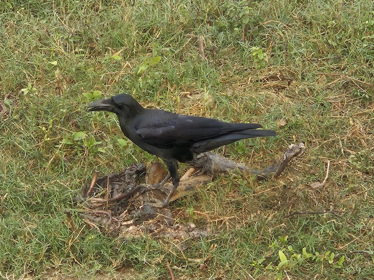 Large-billed Crow - ML645638186