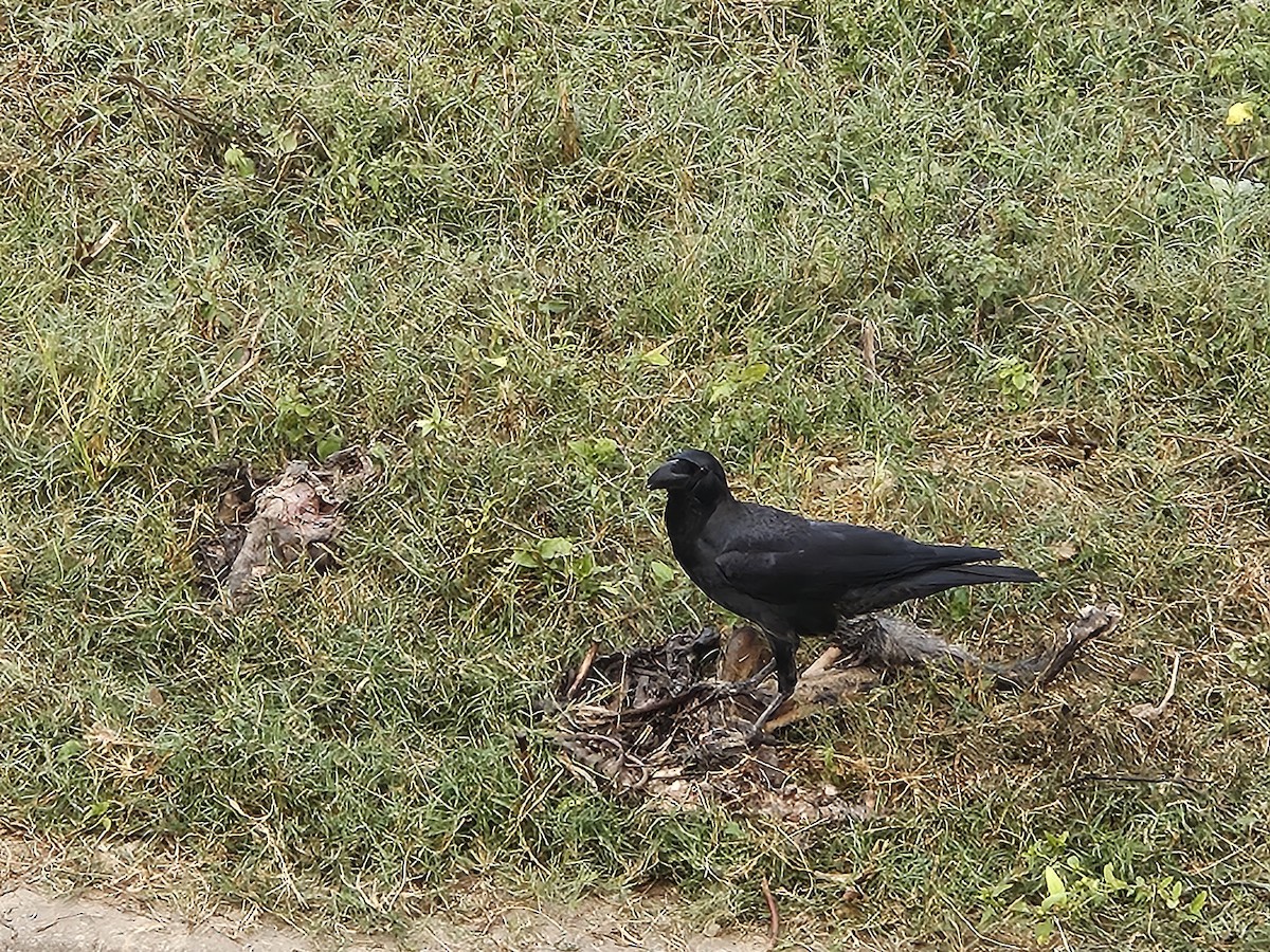 tykknebbkråke - ML645638187