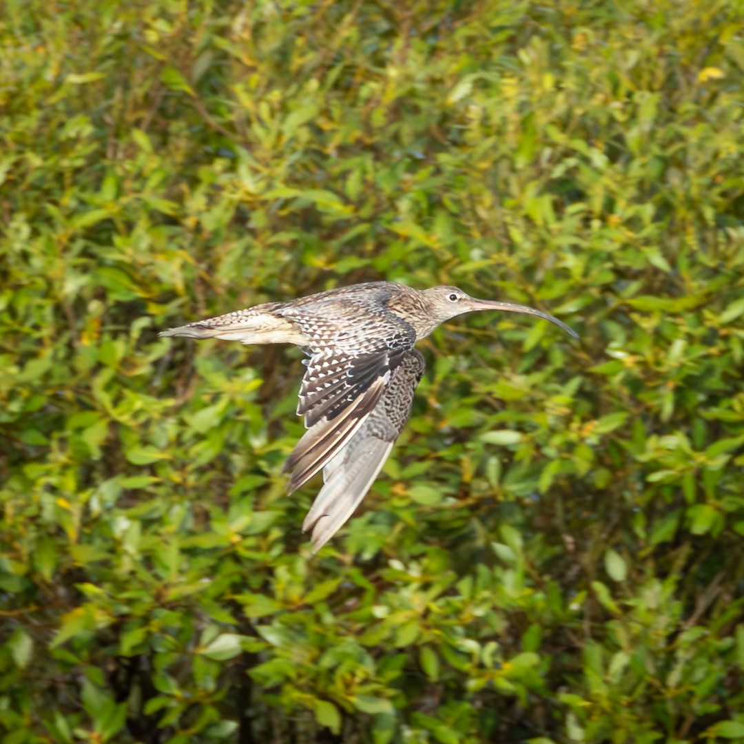 østspove - ML645638188