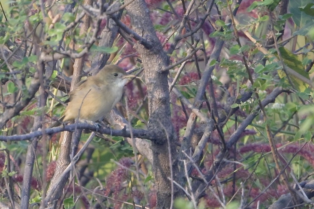 tykknebbsanger - ML645638189