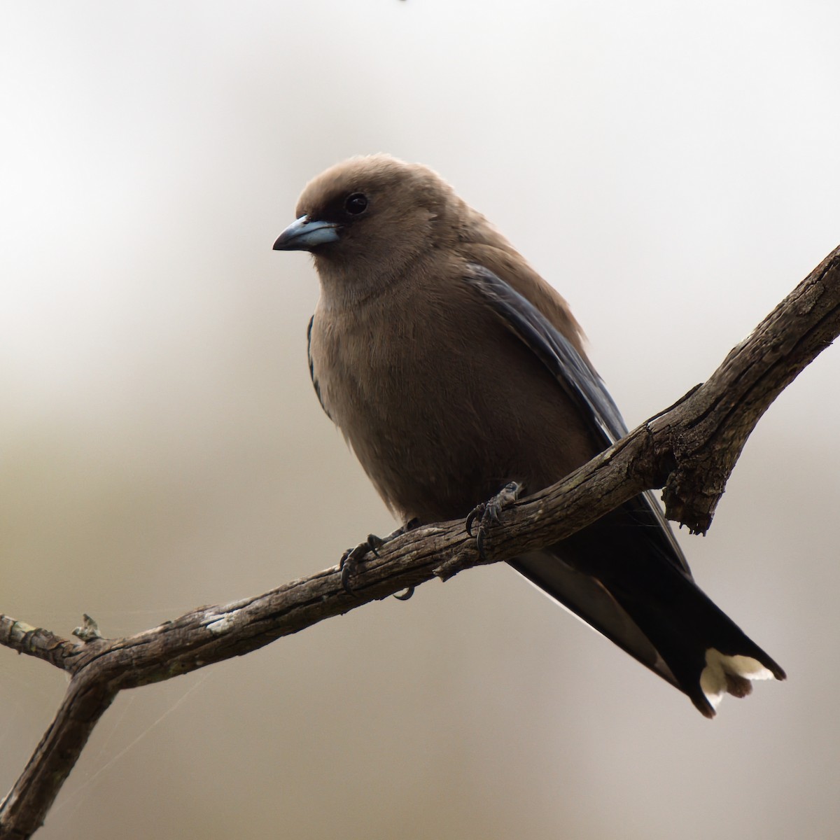 sotsvalestær - ML645638190