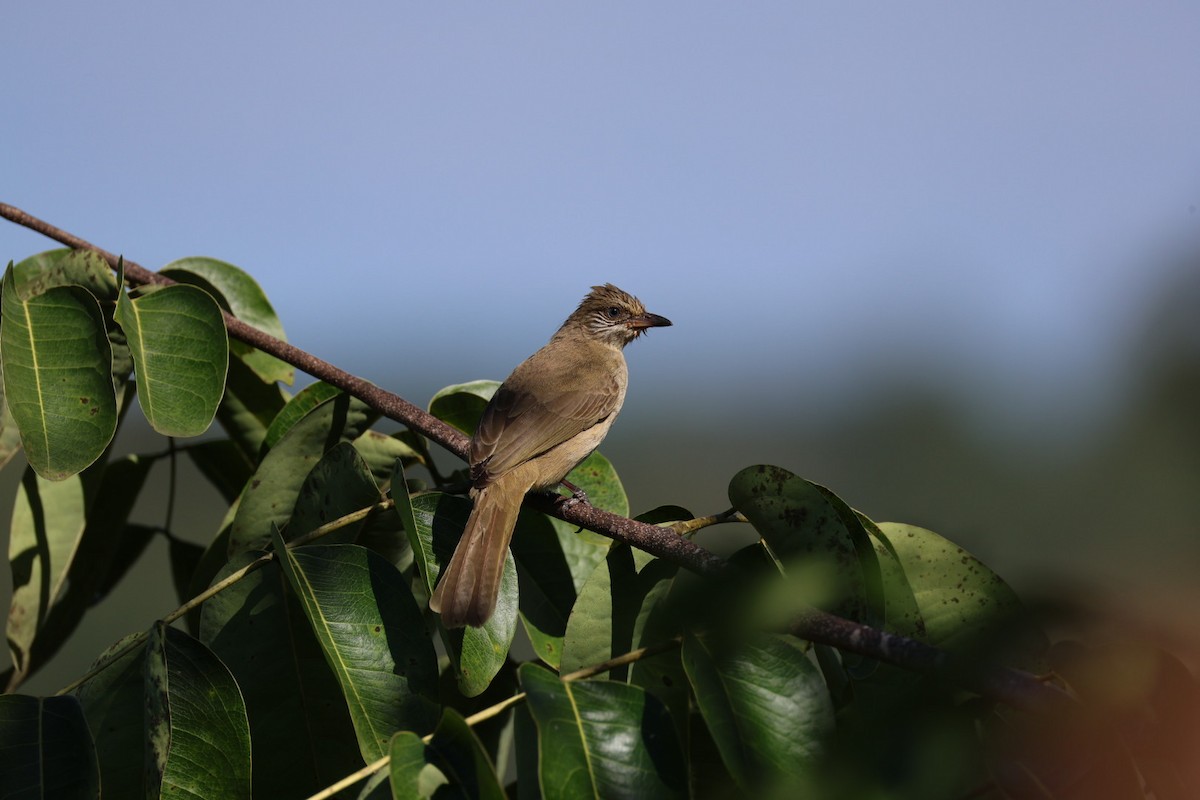 strekørebylbyl - ML645638191