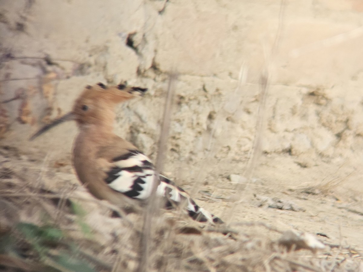 hærfugl - ML645638193