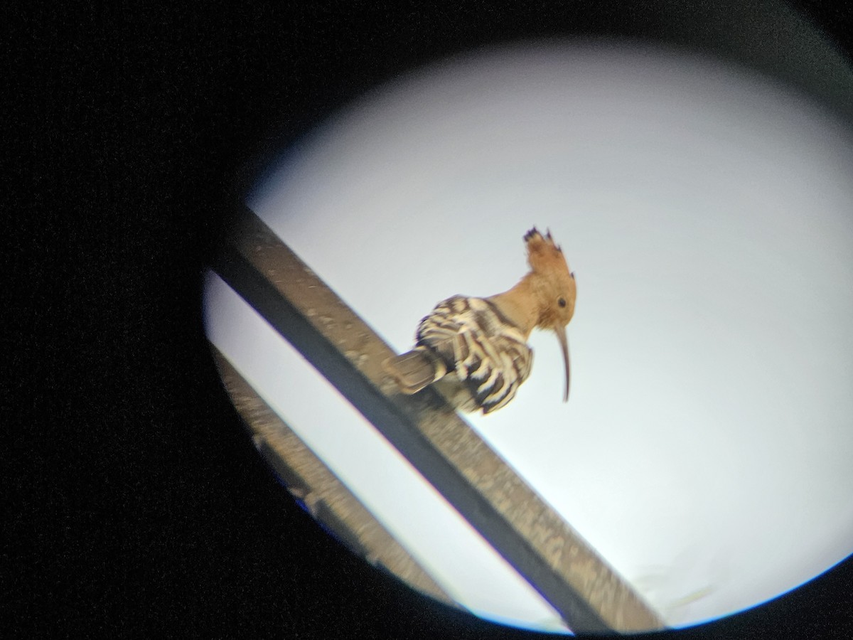 hærfugl - ML645638194