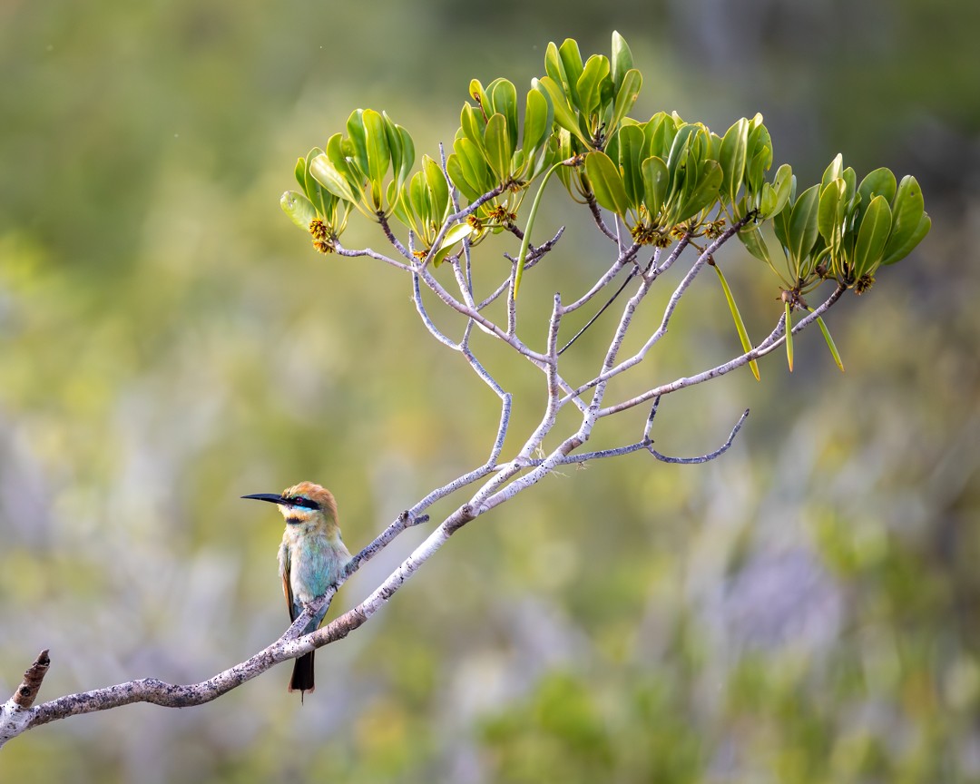 regnbuebieter - ML645638195