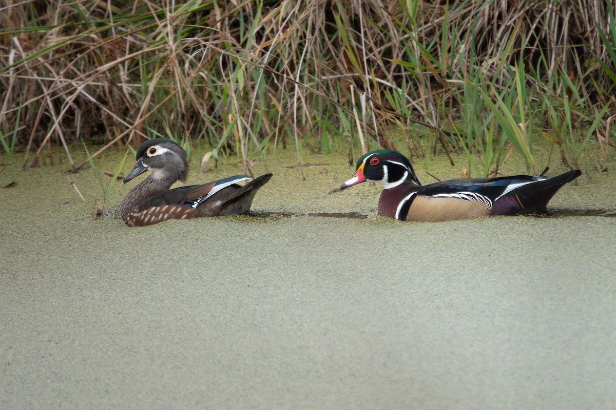 brudeand - ML645638196