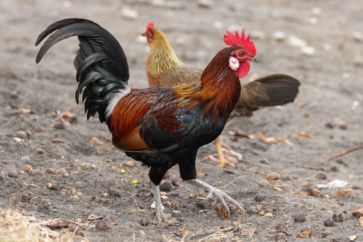 jungelhane (domestisert) - ML645638198