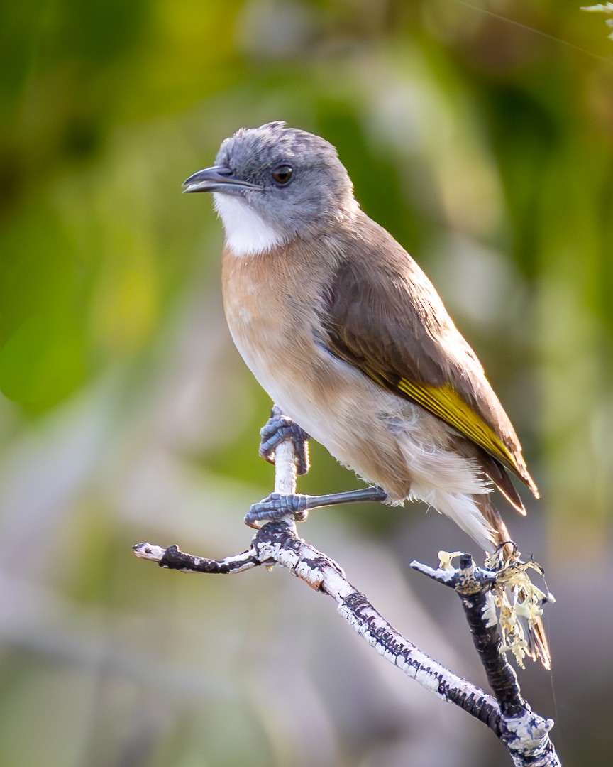 brunbeltehonningeter - ML645638200