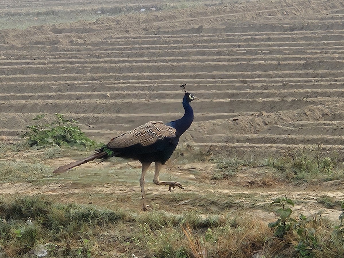 indiapåfugl - ML645638203