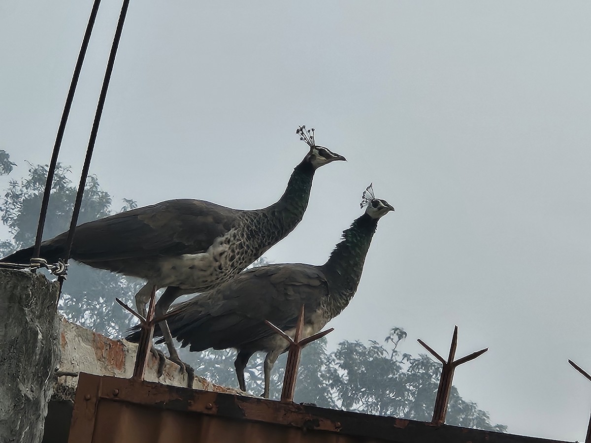 indiapåfugl - ML645638205