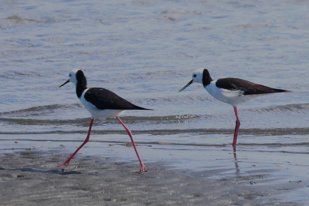 australstylteløper - ML645638206