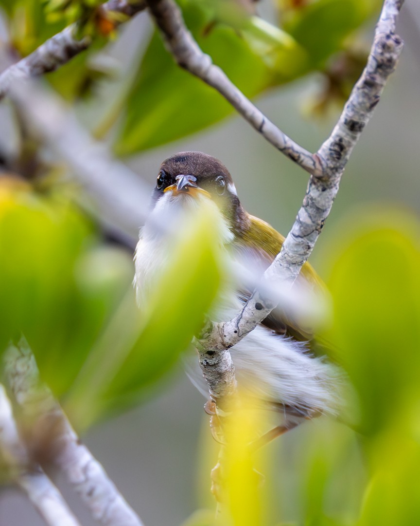 hvitstrupehonningeter - ML645638208