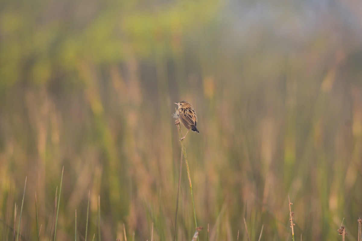 cistussanger - ML645638209