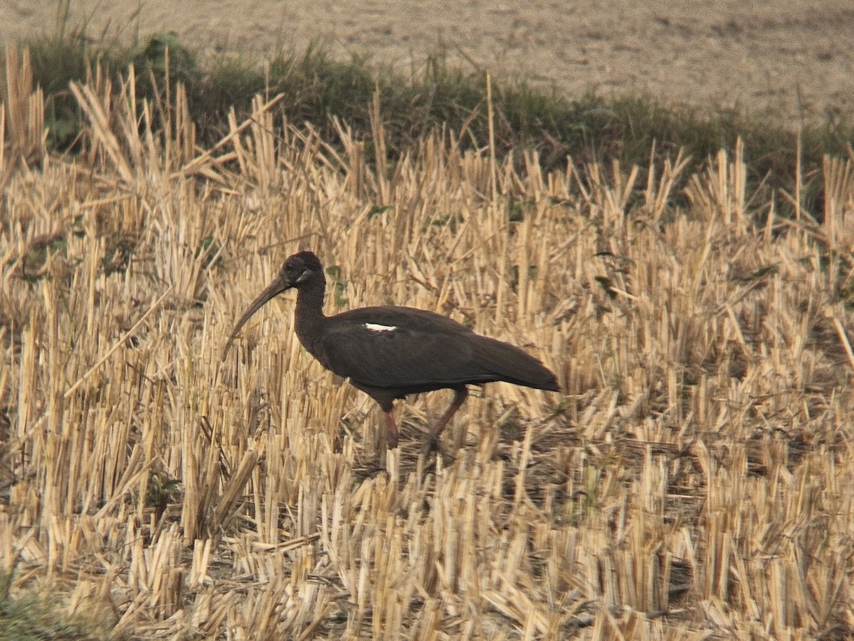 rødvorteibis - ML645638211