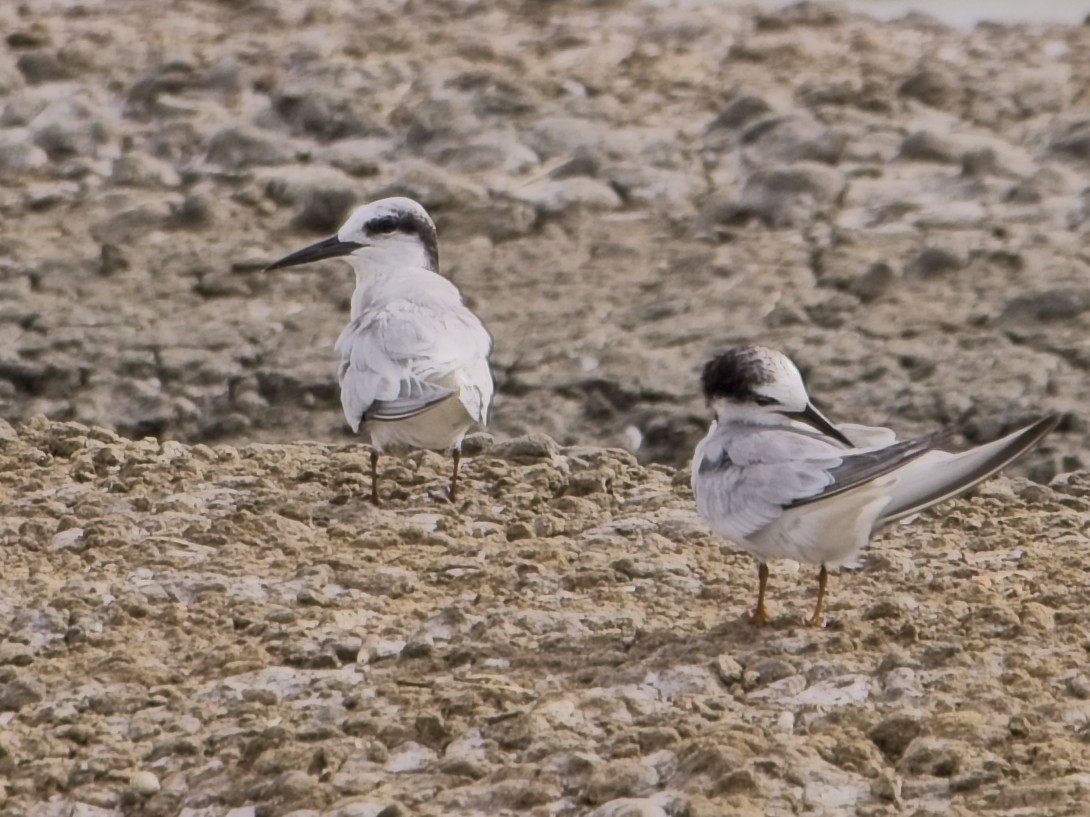 dvergterne - ML645638212