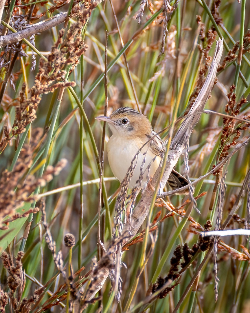 cistussanger - ML645638213