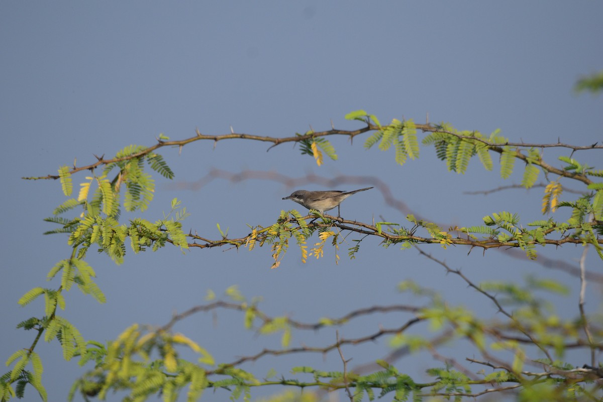 møller - ML645638217