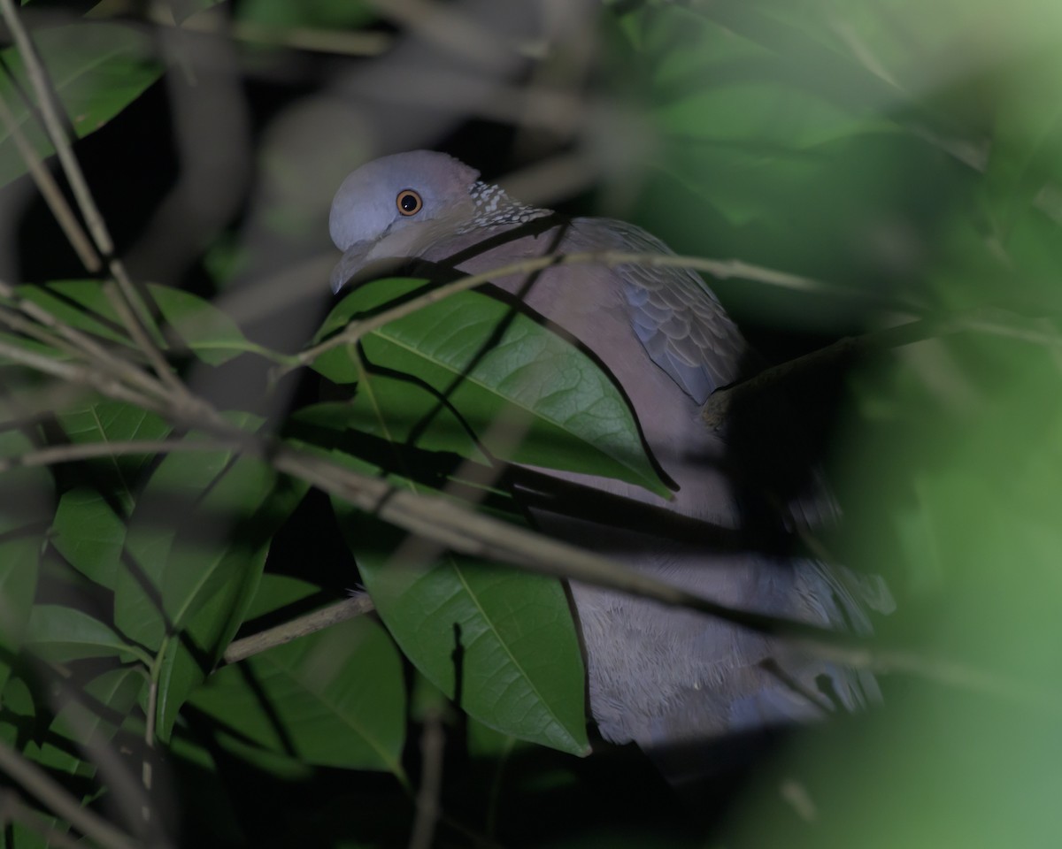 perlekragedue (chinensis/tigrina) - ML645638219