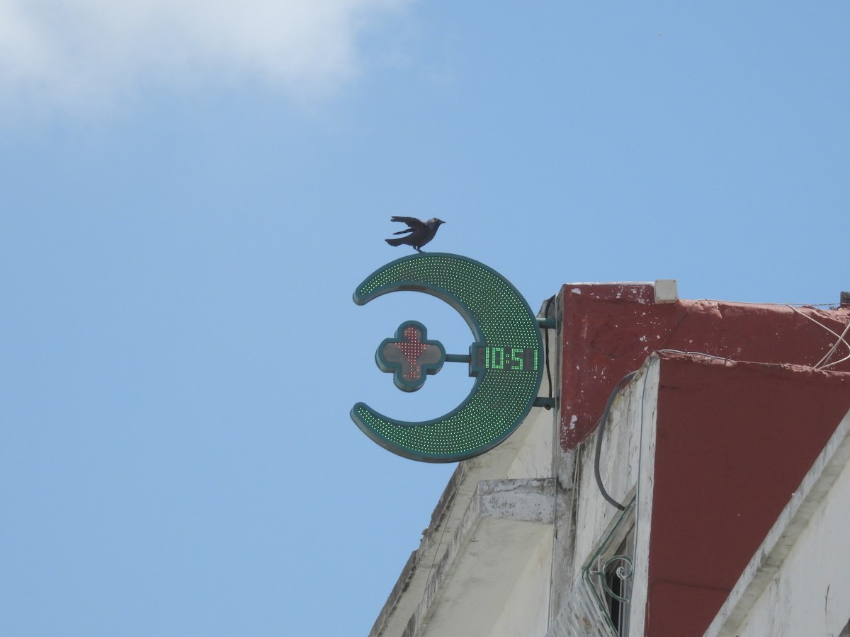 Eurasian Jackdaw - ML645638223