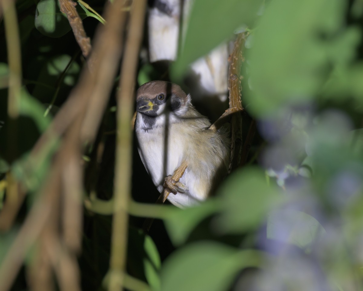 Ağaç Serçesi - ML645638224