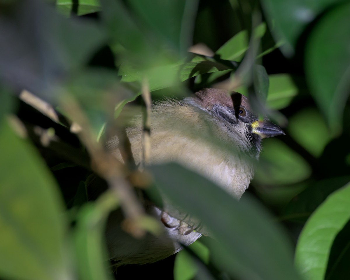 Ağaç Serçesi - ML645638225