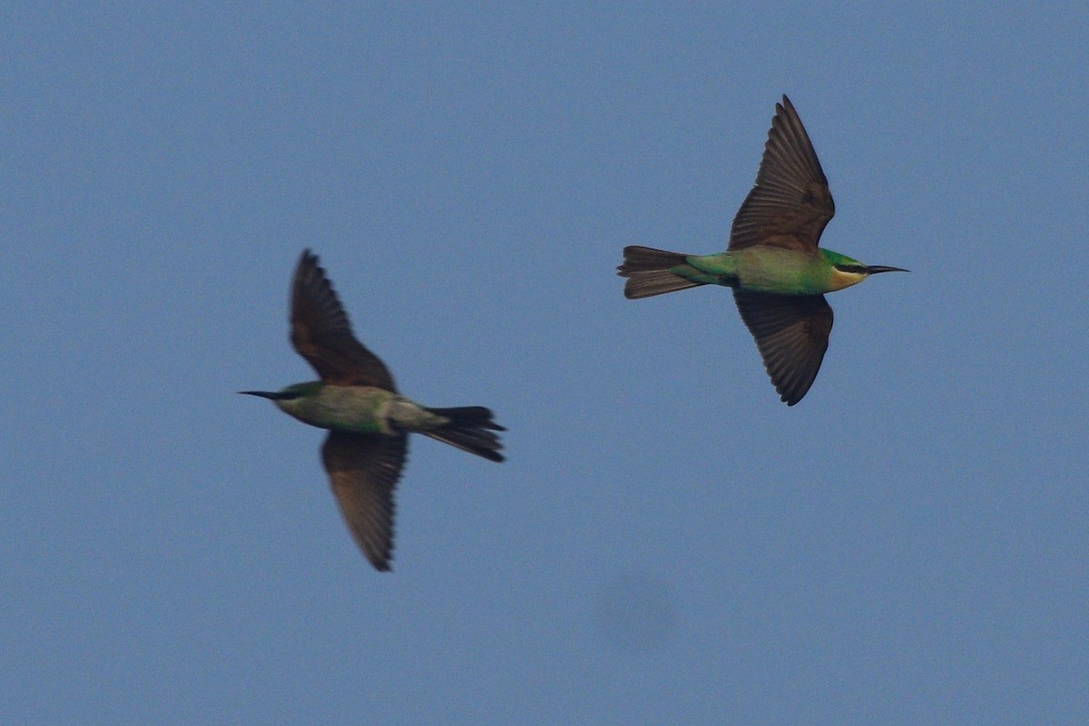 Blue-cheeked Bee-eater - ML645638228