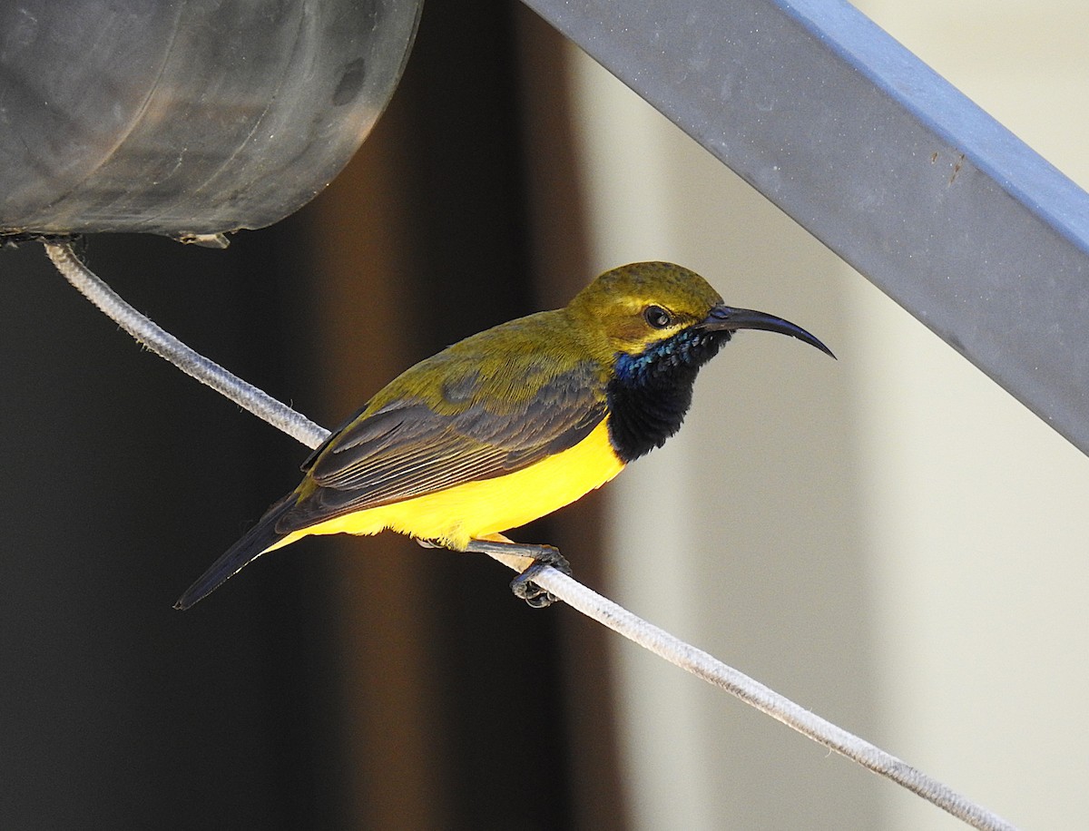 Sahul Sunbird - ML645638234