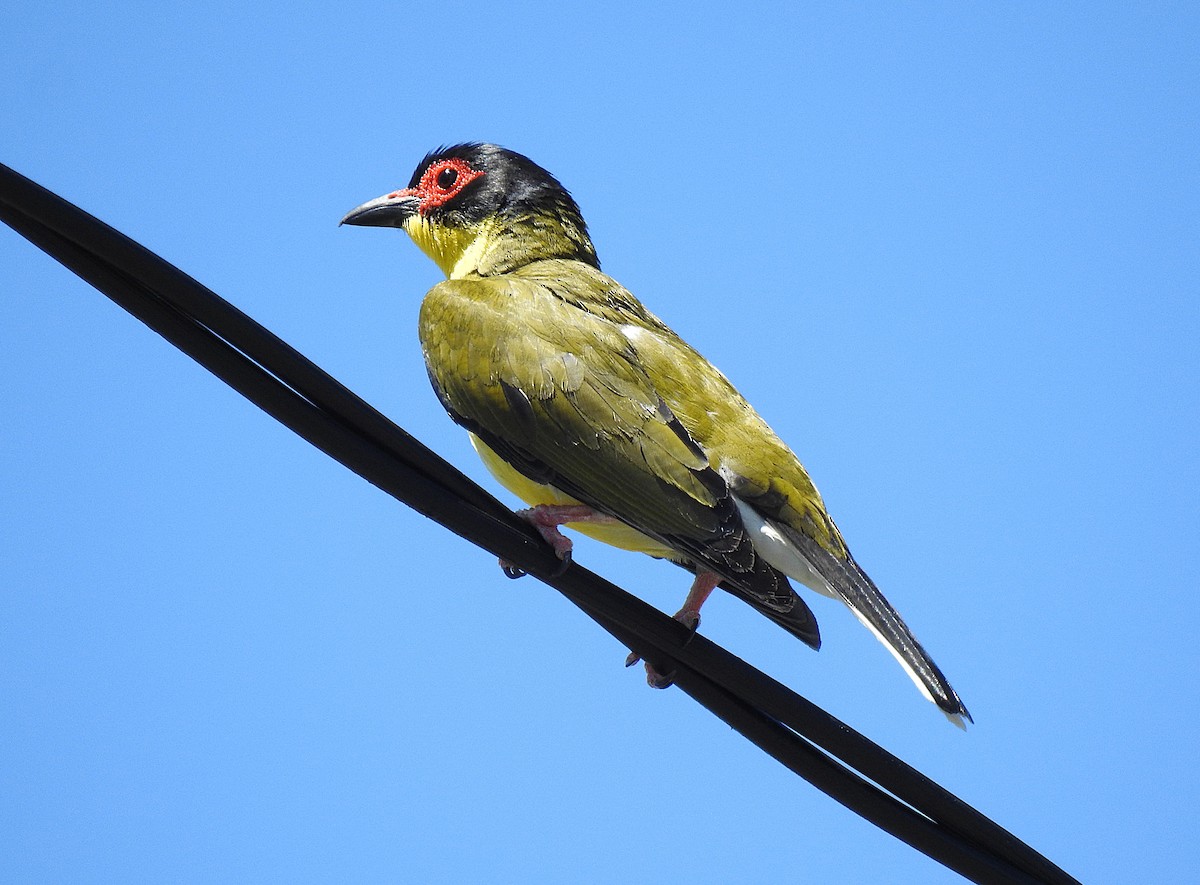 Viellot İnciryiyeni - ML645638241