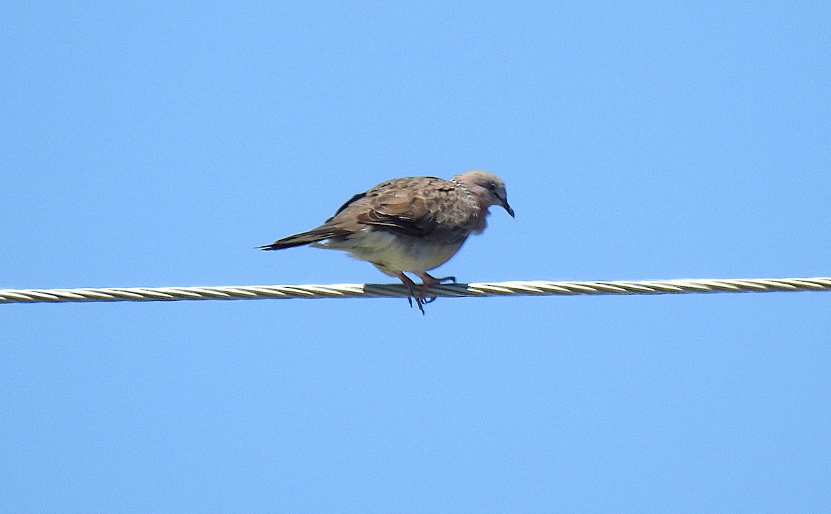 Küpeli Üveyik - ML645638246