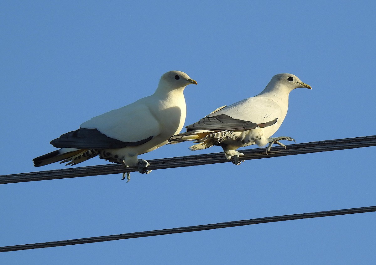 Akça Has Güvercin - ML645638247