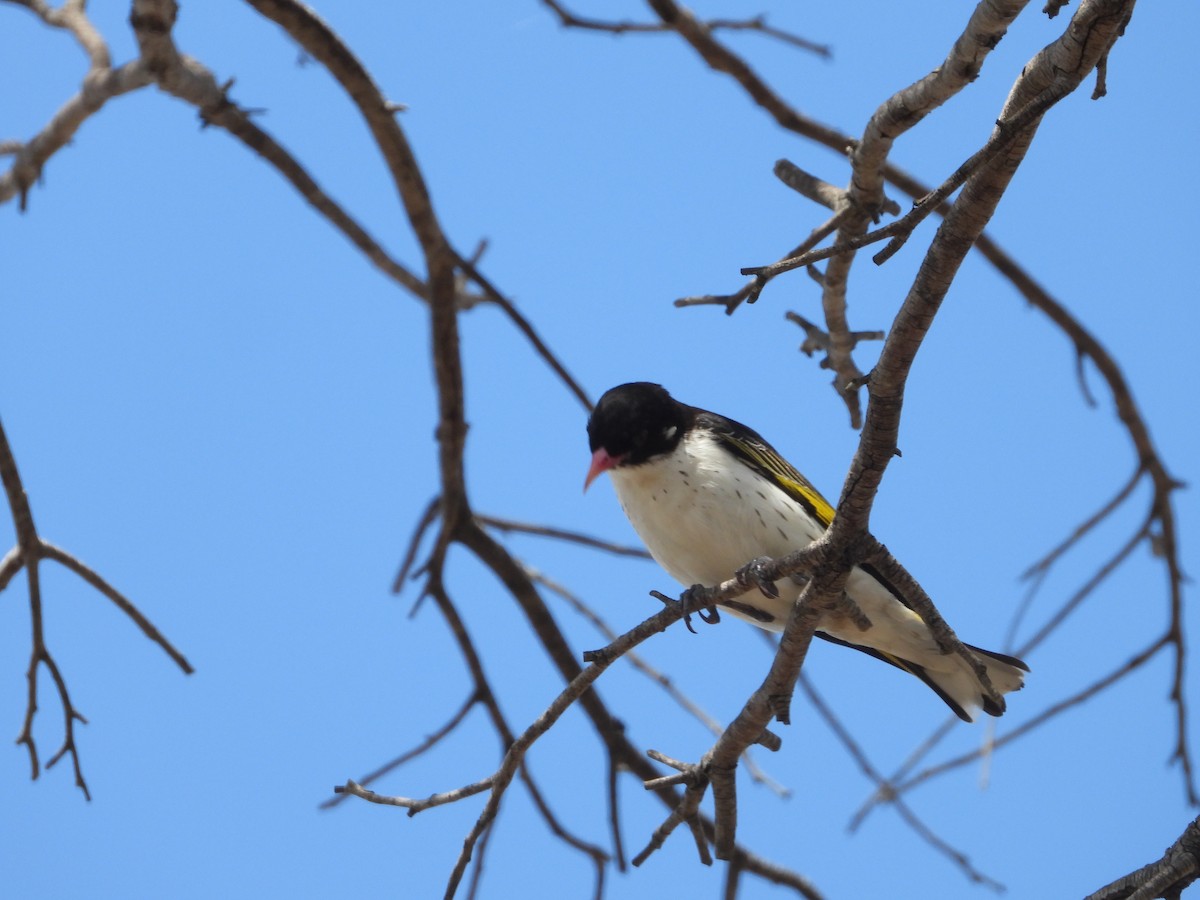 Boyalı Balkuşu - ML645638248