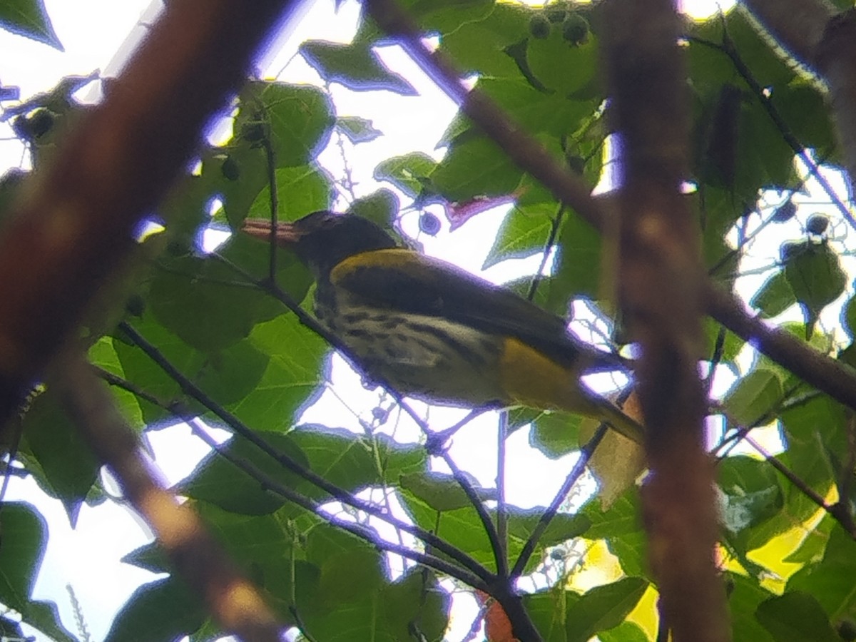 Vantrolog Sarıasma - ML645638249