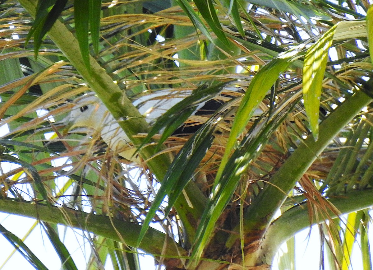 Akça Has Güvercin - ML645638251