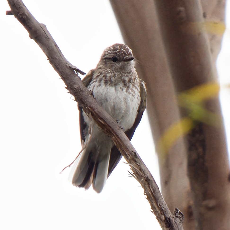 Avustalya Şakıcı Sinekkapanı - ML645638253