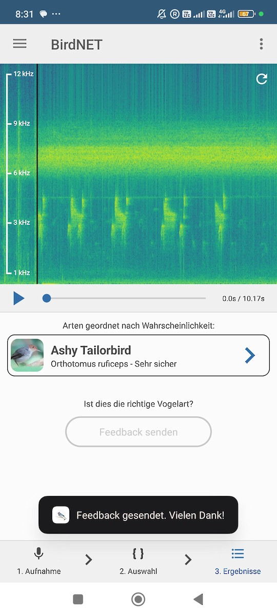 Kül Rengi Terzikuşu - ML645638254