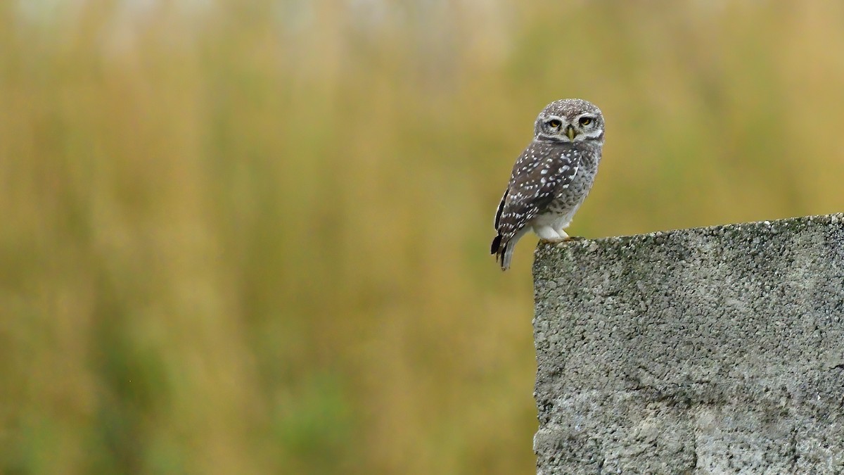 Hint Kukumavı - ML645638255