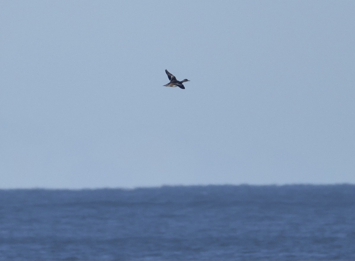 Amerika Fiyusu - ML645638257