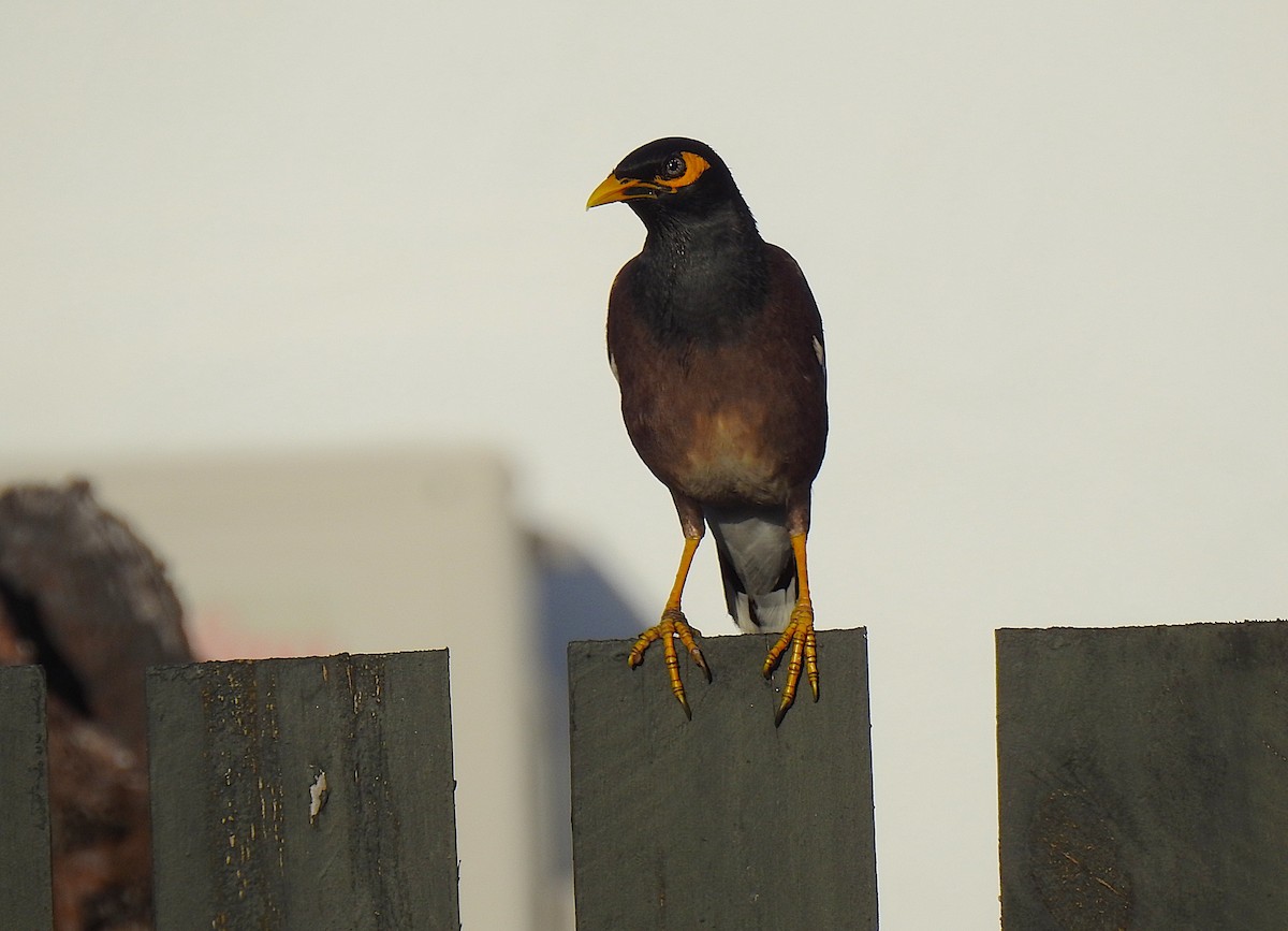 Çiğdeci - ML645638259