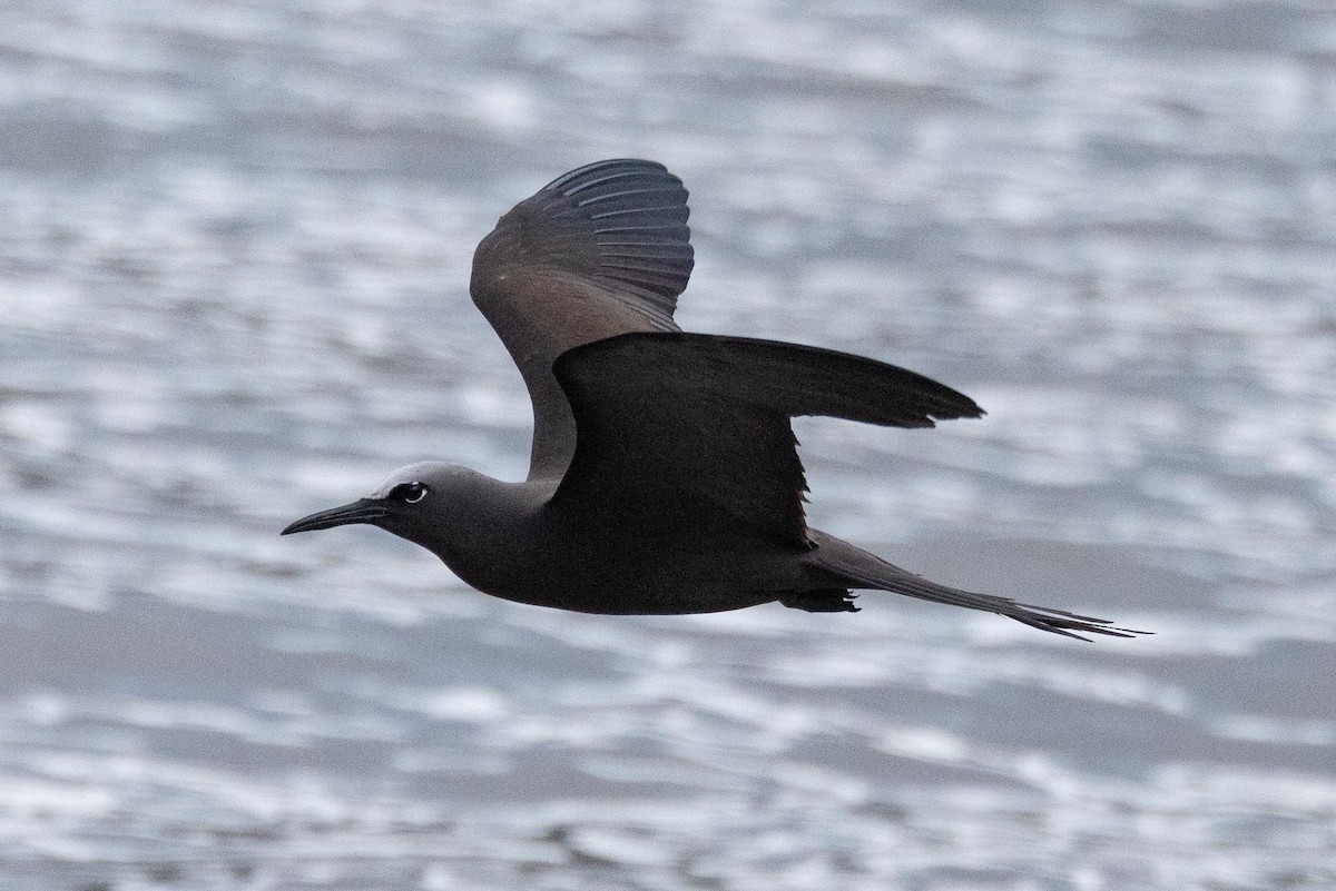 Kahverengi Nodi - ML645638260