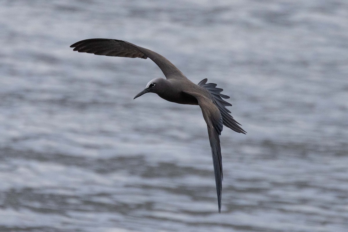 Kahverengi Nodi - ML645638261