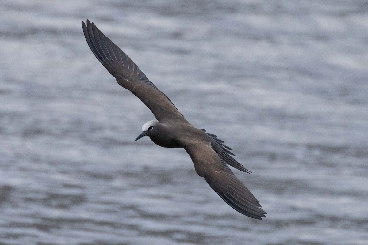 Kahverengi Nodi - ML645638262