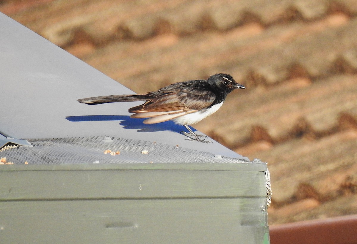 Bahçe Katmerkuyruğu - ML645638263