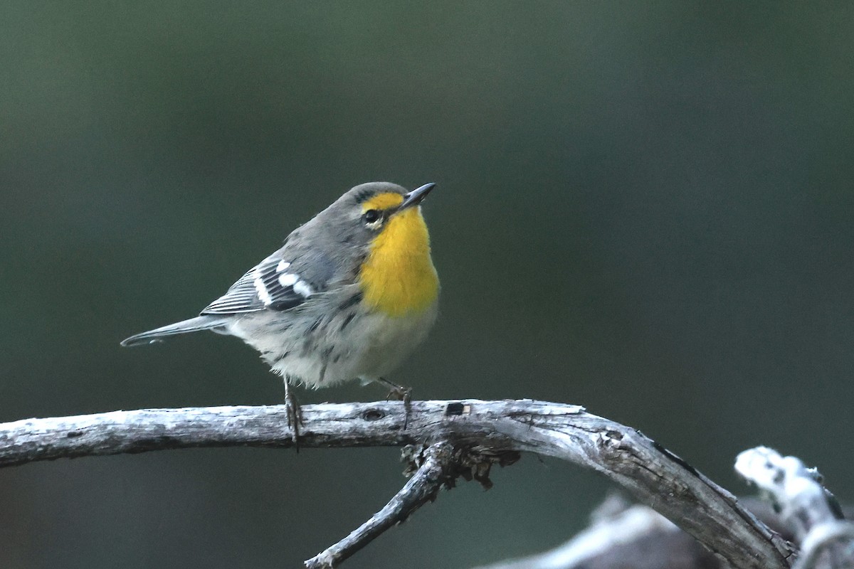 Grace Ötleğeni - ML645638264